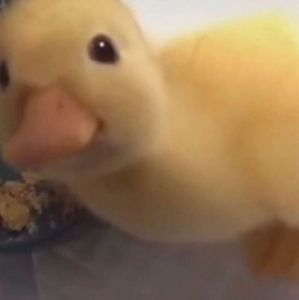 Meet your Posher, Sunny